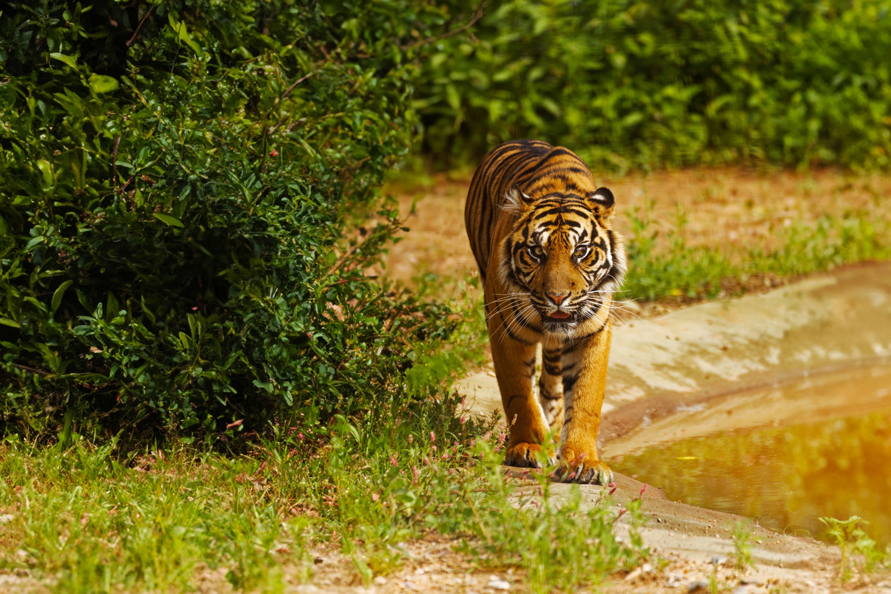 Tiger Web Banner (1)