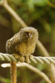 Twycross Zoo Pygmy Marmoset