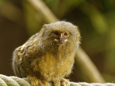 Twycross Zoo Pygmy Marmoset