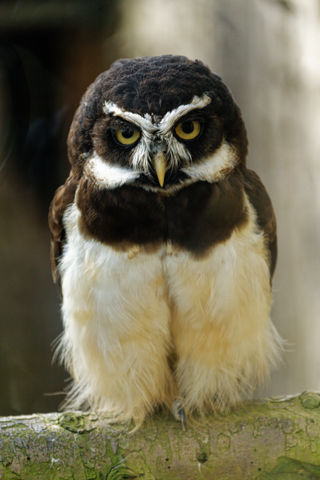 Spectacled owl portrait - March 2021