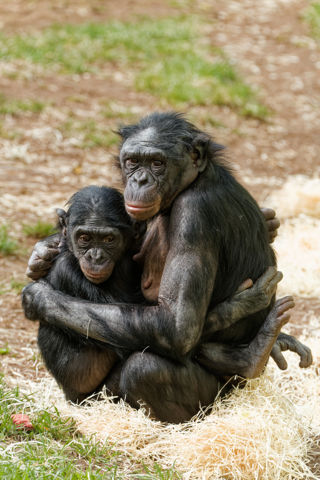 Twycross Zoo Bonobos