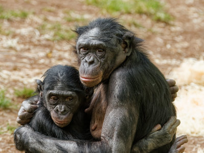 Twycross Zoo Bonobos