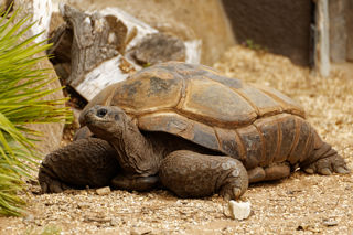 Aldabra tortoise outside - July 2019