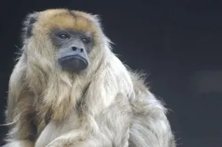 Howler Monkey 1