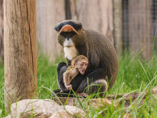 29.05.25 Baby De Brazza's Monkey 1
