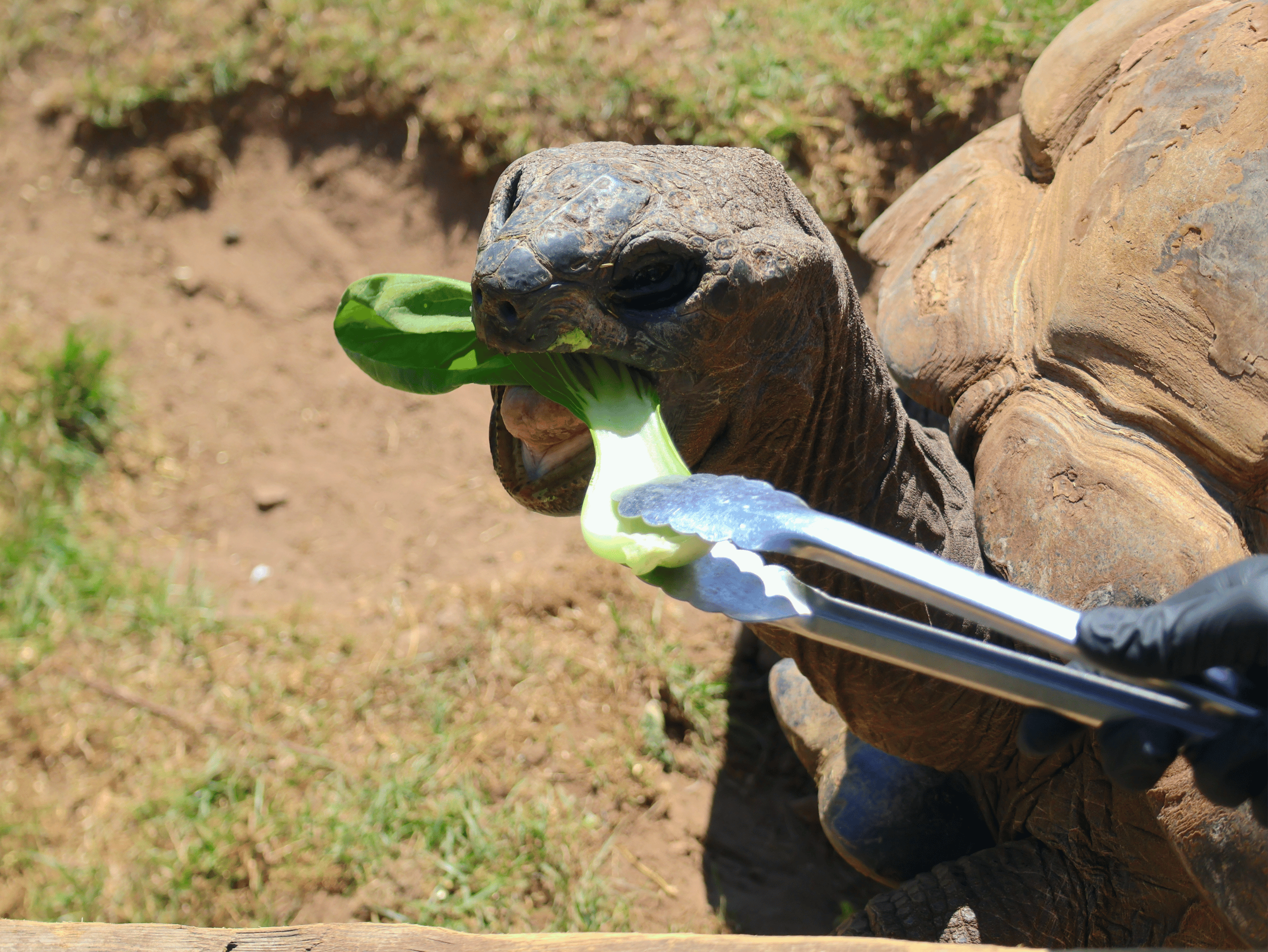 Aldabra Tortoise