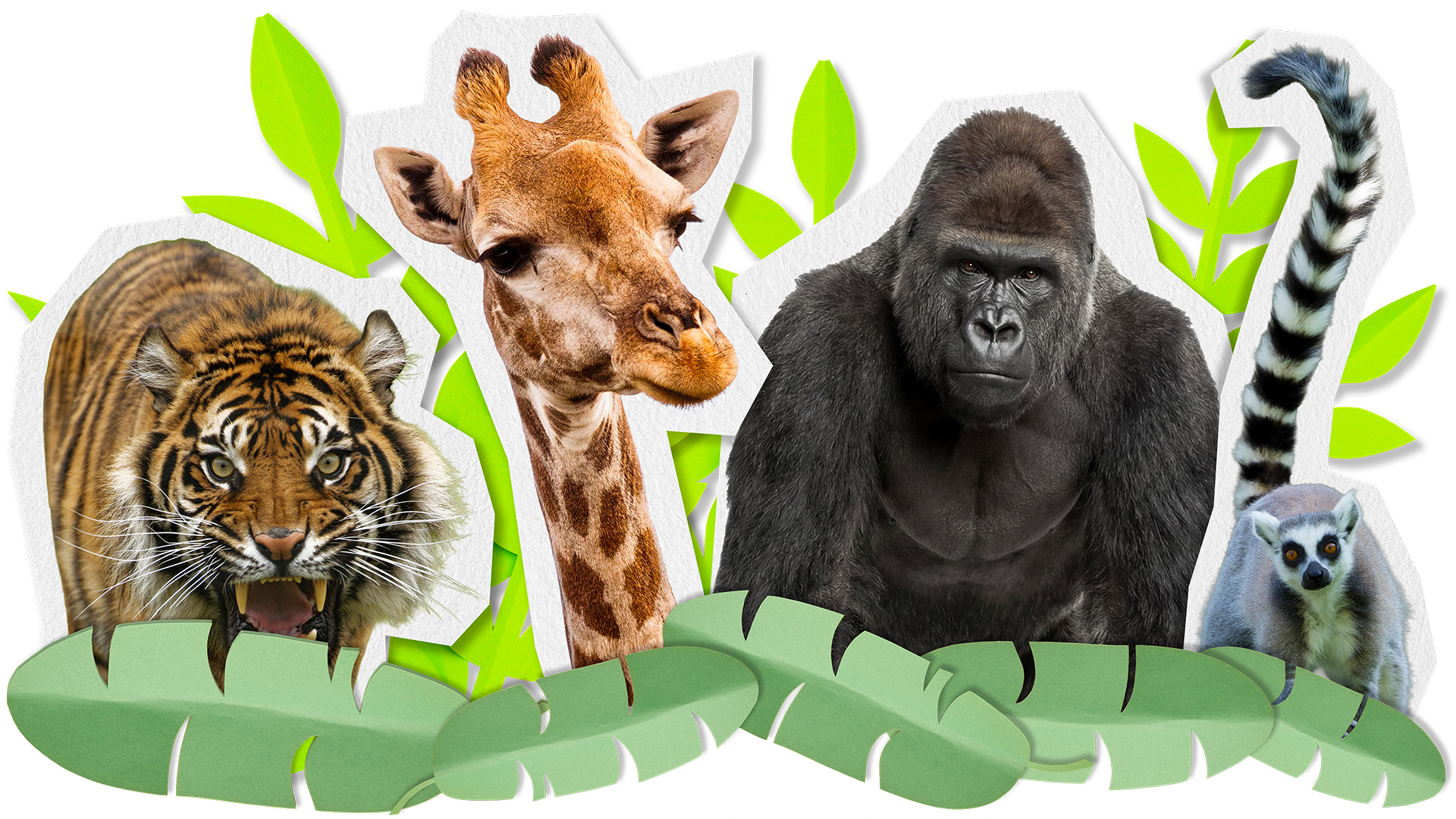 Zoolapalooza Page (Animal Arrivals)
