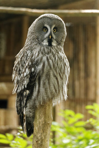 Great grey owl front on