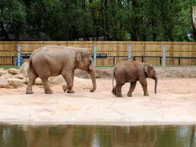 Twycross Zoo Elephants 4