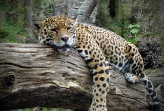 Amur Leopard 1