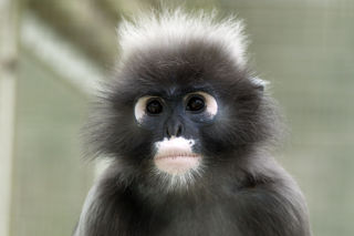 Twycross Zoo Dusky Langur