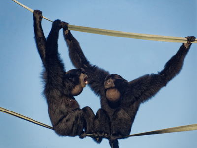 Twycross Zoo Siamang