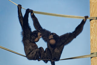 Twycross Zoo Siamang