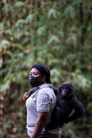 Suzy Bonobo Surrogate Mother - Friends of Bonobos