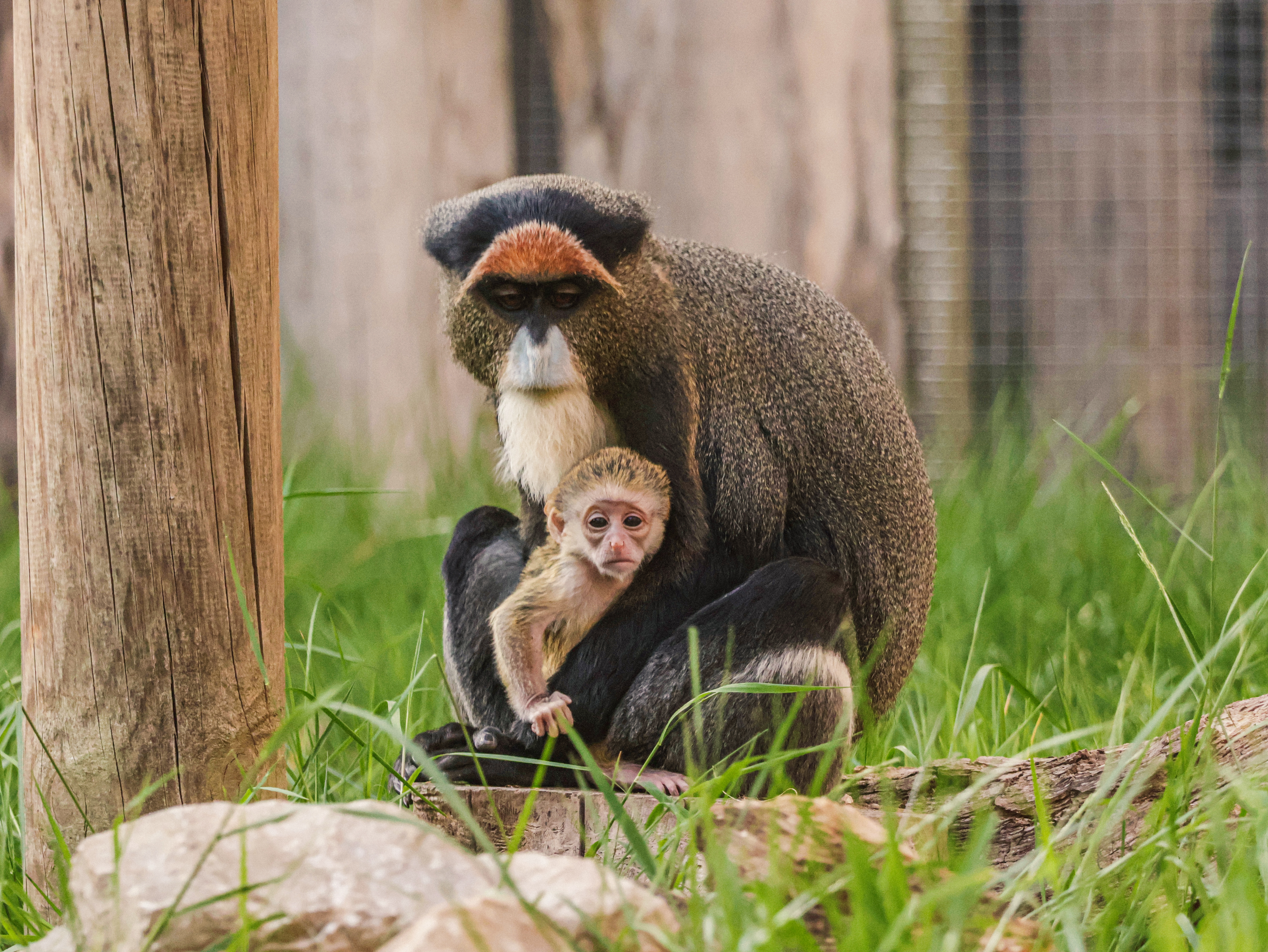 29.05.25 Baby De Brazza's Monkey 3