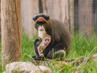29.05.25 Baby De Brazza's Monkey 3