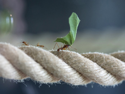Twycross Zoo Leaf Cutter Ant