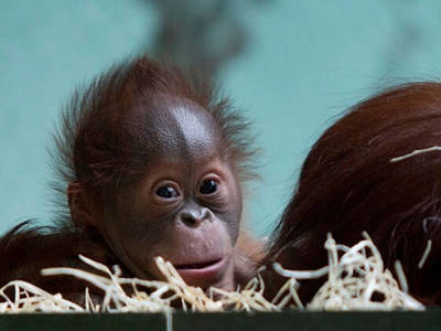 © Twycross Zoo Orangutan Baby TZ L Ray 1 Copy