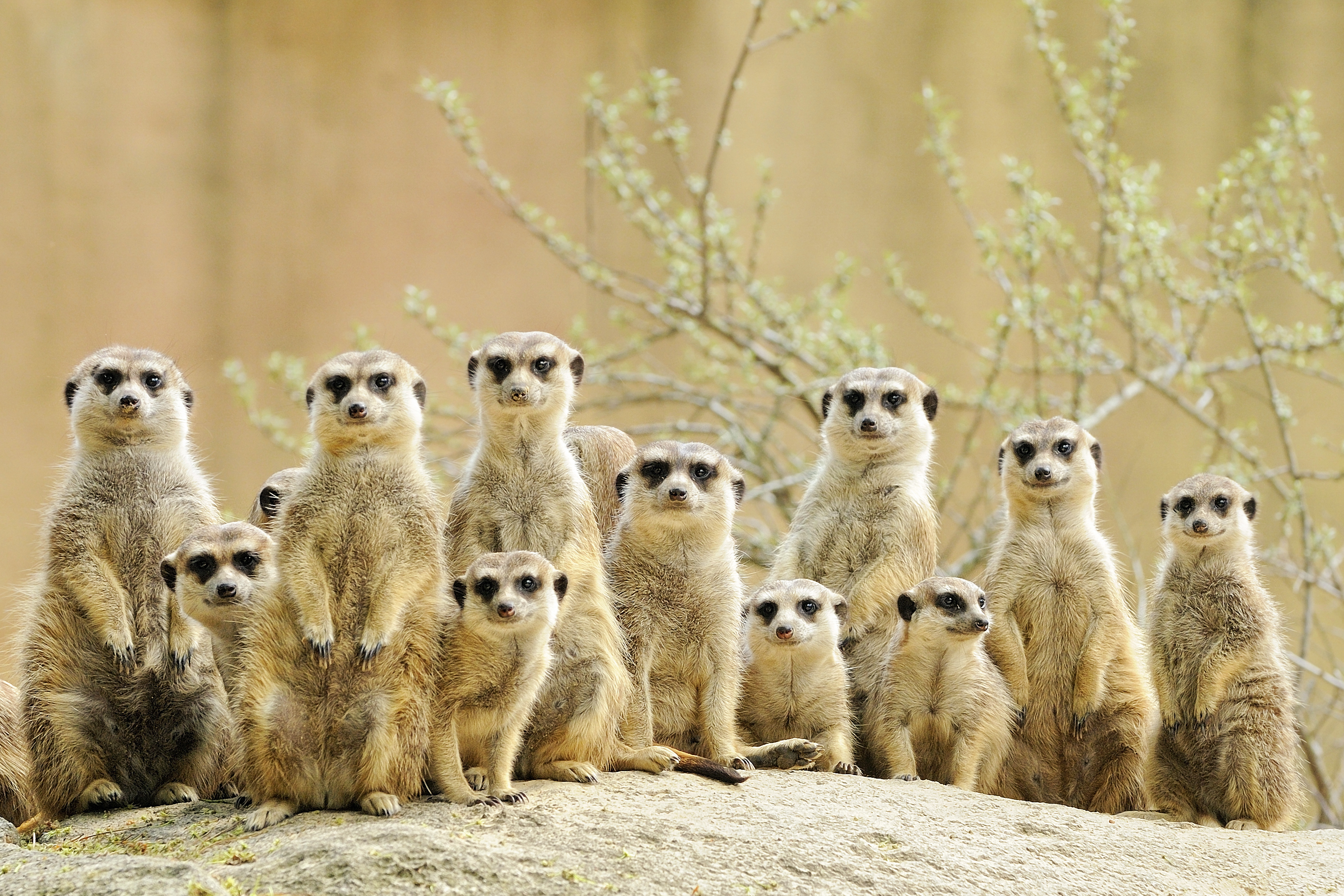 Meercats 1