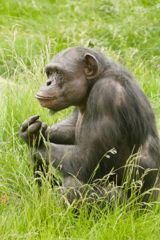 Chimpanzee outside in Chimp Eden - May 2023
