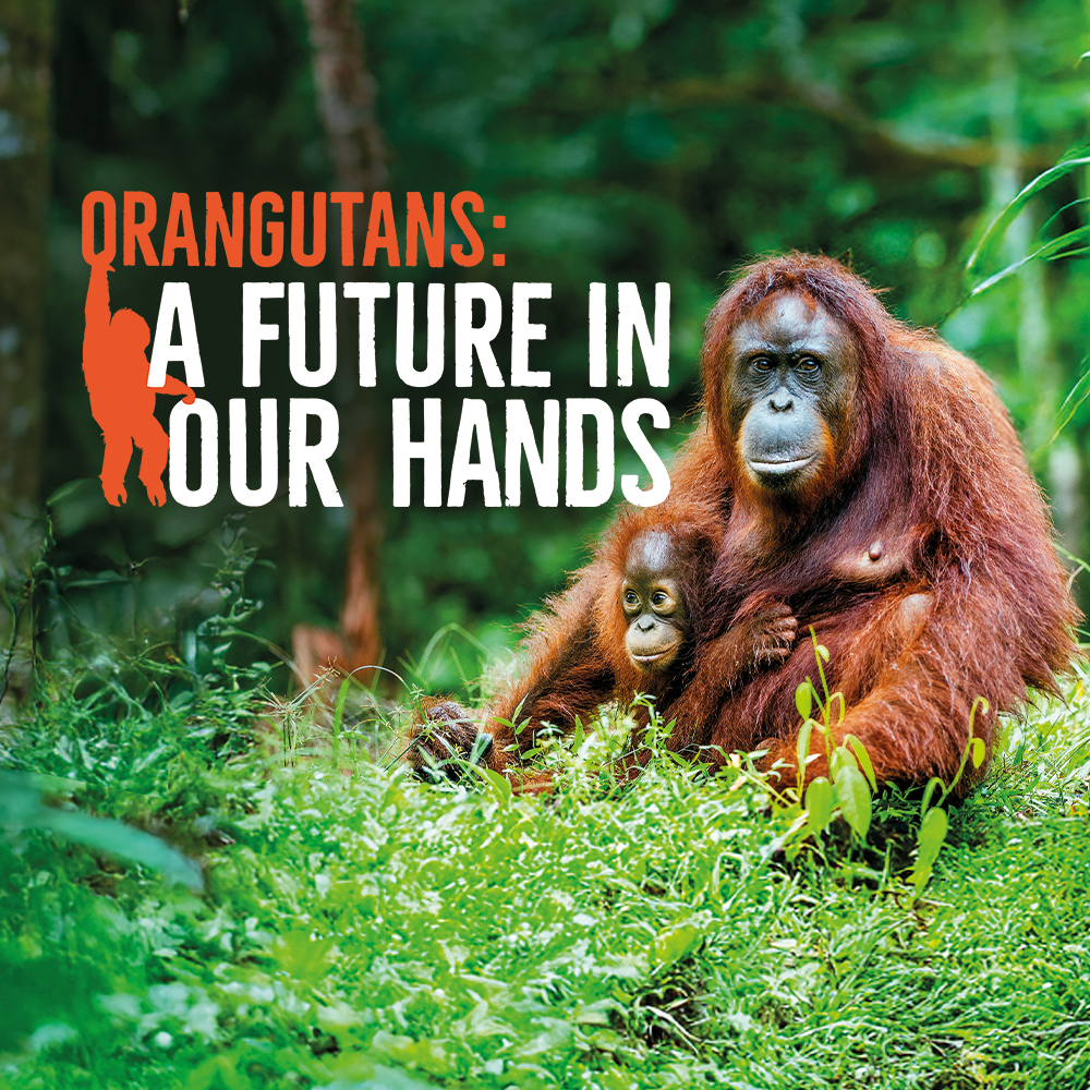 Orangs AFIOH Web (Mobile)