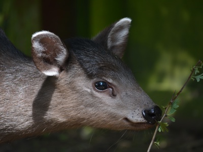 Twycross Zoo Michie's Tufted Deer