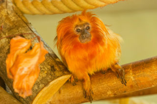 Golden Lion Tamarin 2