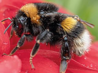 Bees News