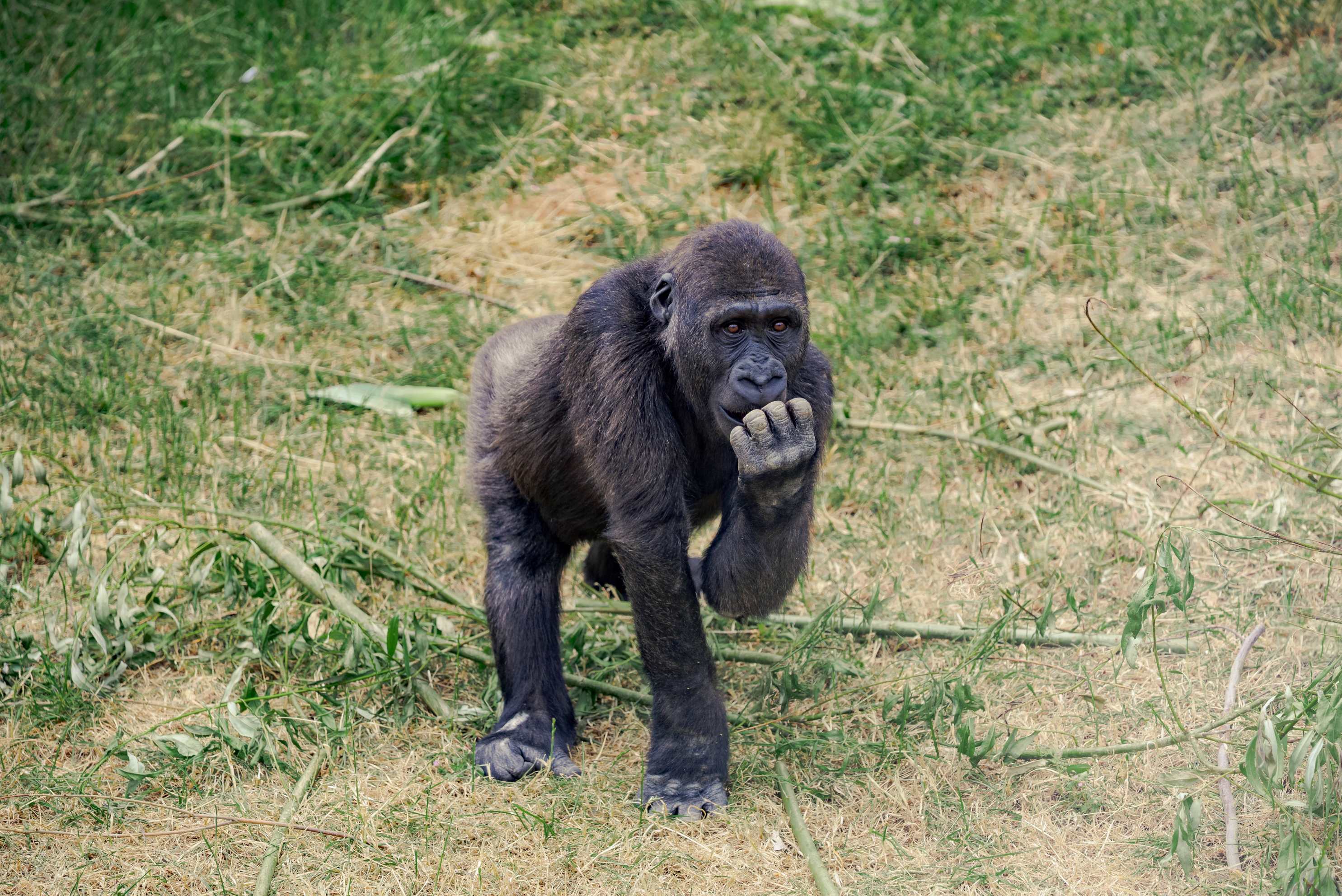 Gorilla