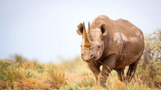 Eastern Black Rhino