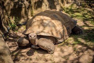 Aldabra 1