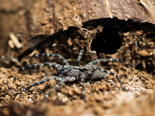 Desertas Wolf Spider 2