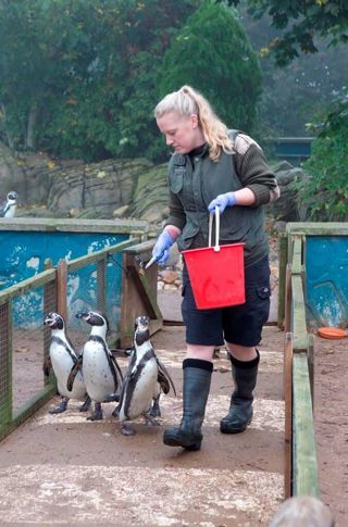 Recruitment Animals