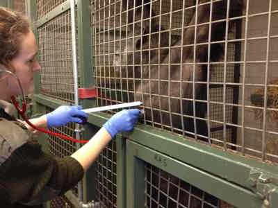Twycross Zoo Chimpanzee Choppers Presents Her Chest To Veterinary Staff So They Can Listen To Her Heart Credit Twycross Zoo