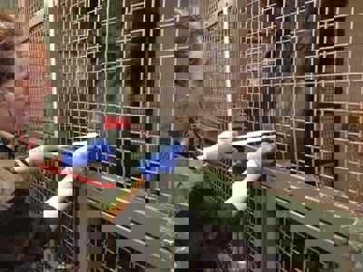 Twycross Zoo Chimpanzee Choppers Presents Her Chest To Veterinary Staff So They Can Listen To Her Heart Credit Twycross Zoo