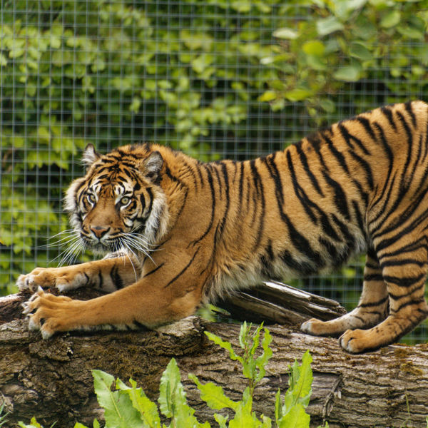 Twycross Zoo Sumatran Tiger Stretching