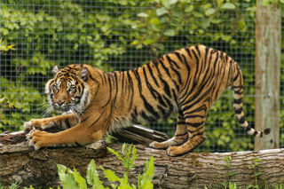 Twycross Zoo Sumatran Tiger Stretching