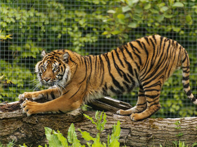 Twycross Zoo Sumatran Tiger Stretching