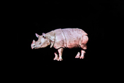 Projecting Hope Hologram - Javan rhino hologram at Twycross Zoo