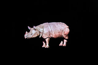 Projecting Hope Hologram - Javan rhino hologram at Twycross Zoo