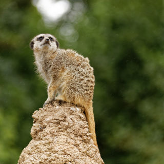 Twycross Zoo Meerkat