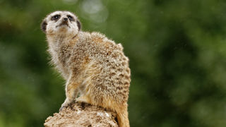 Twycross Zoo Meerkat