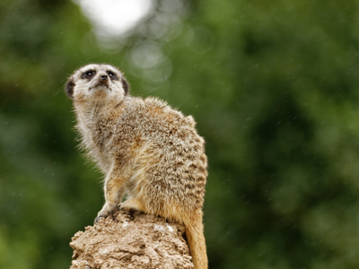 Twycross Zoo Meerkat