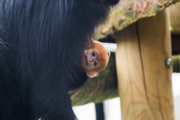 29.03.24 Francois Langur Newborn At Twycross Zoo (1)