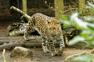 Twycross Zoo Amur Leopard