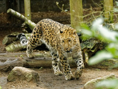 Twycross Zoo Amur Leopard