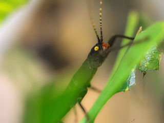 Golden Eyed Stick Insect (1)