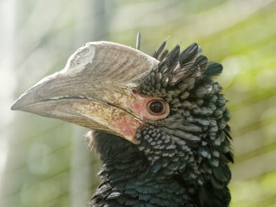 Twycross Zoo Silvery Cheeked Hornbill