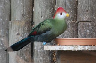 Red Crested Turaco