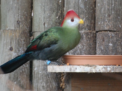 Red Crested Turaco